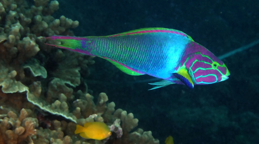 Sunset (yellow) moon wrasse