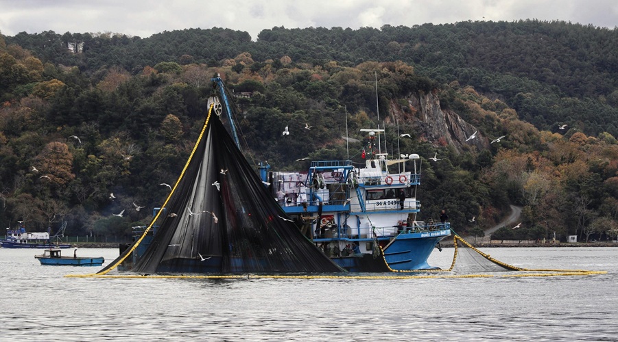Purse seine fishing and surrounded by seagulls